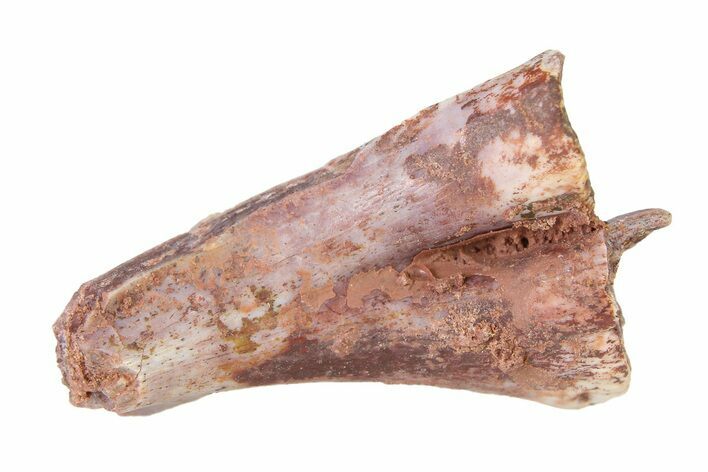 Triassic Fossil Avemetatarsalian (Dromomeron) Bone - Texas #322749